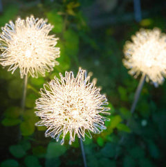 Lorled Rechargeable Warm White Colour Changing Solar Lights Solar Dandelion Lights